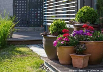 Pflanzen im Gartenhaus überwintern Kübelpflanzen