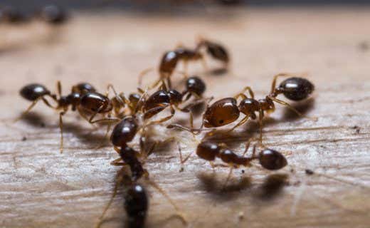Ameisen vertreiben: Terrasse voller Ameisen? So werden Sie sie los!