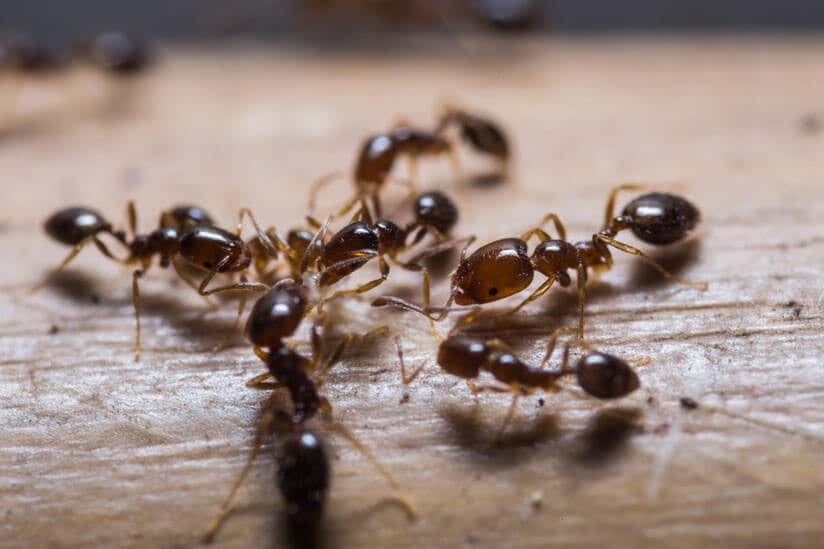 Ameisen Vertreiben Terrasse Voller Ameisen So Werden Sie Sie Los