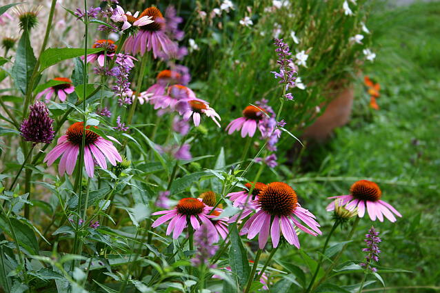Evas Leiblingsstaude: Ihr Purpursonnenhut Echinacea purpurea 'Magnus"