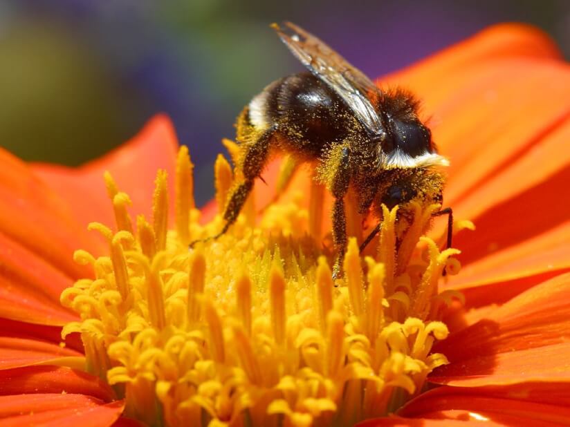 Fleißige Hummel