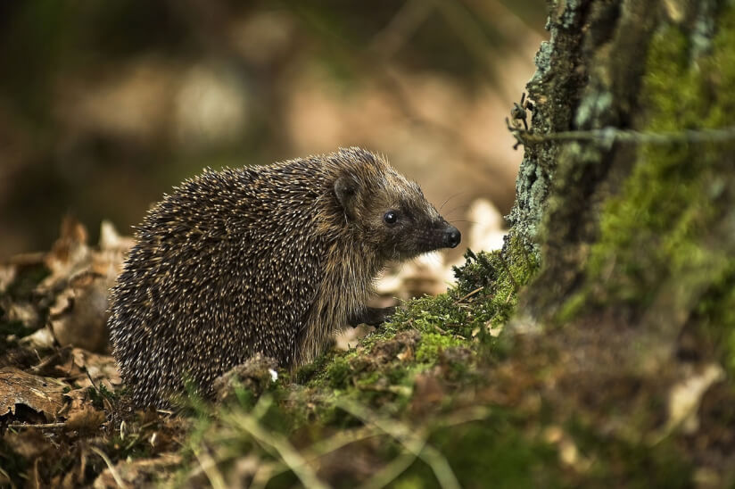 Igel gartenhaus