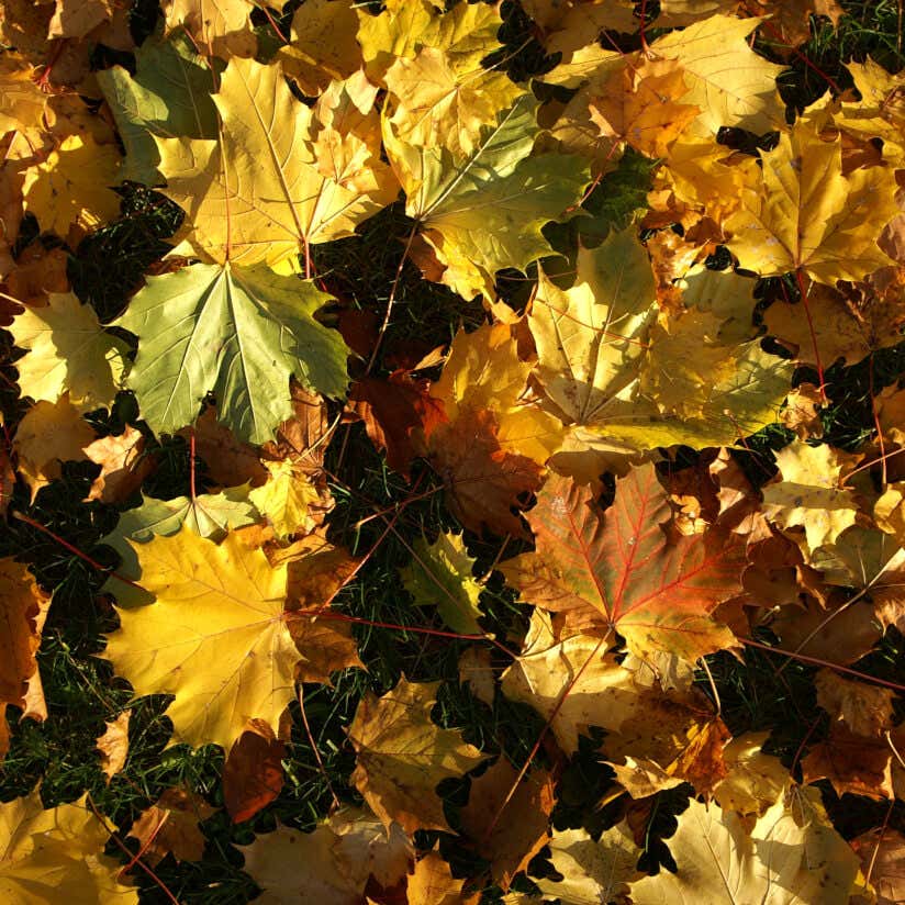 Laub-Blätter im Herbst