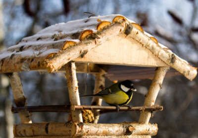 Vögel im Winter füttern: So füttern Sie Vögel richtig! Futterhaus-mit-Meise