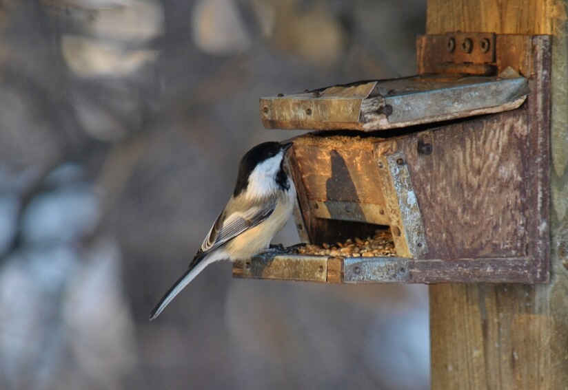 Vogel-am-Futterspender