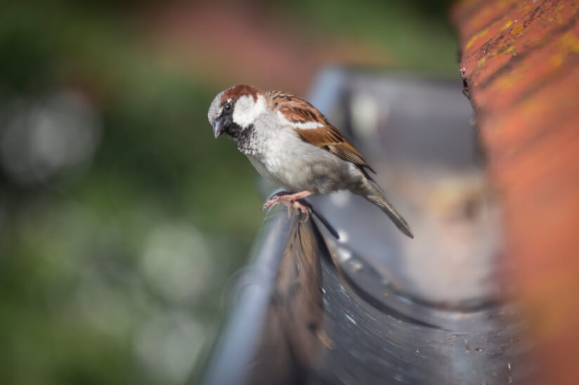 Regenrinne Vogel