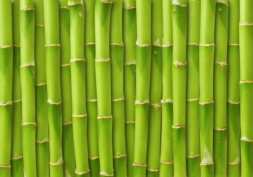 green bamboo background