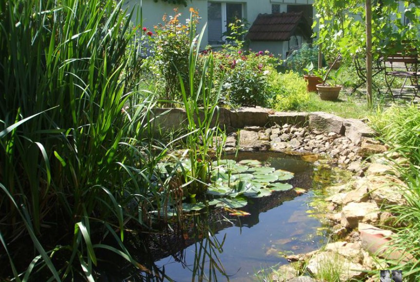 Teich anlegen Tipps zu Planung, Bepflanzung und mehr
