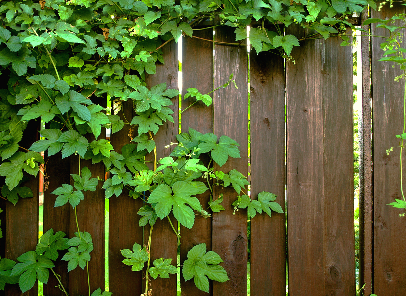 Efeu am Gartenzaun