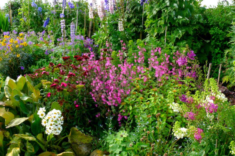 Die 10 Gefahrlichsten Giftpflanzen Im Garten