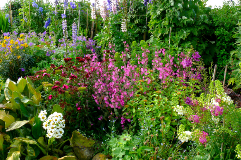 cottage-garten-blumen