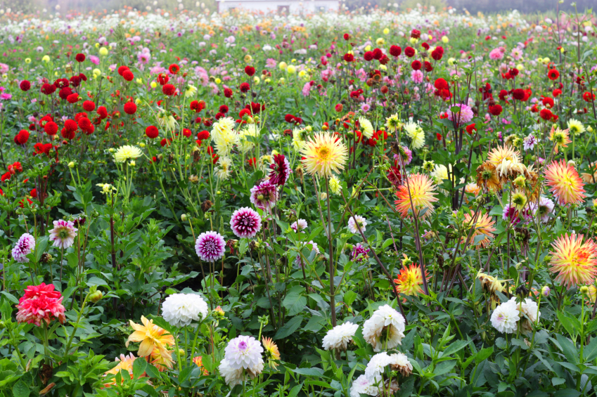 cottage-garten-bunte-blumen