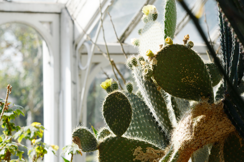 Kakteen im Kaltwintergarten