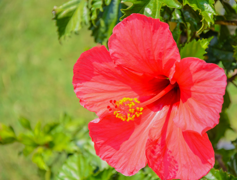 Roter Hibiskus im Wintergarten