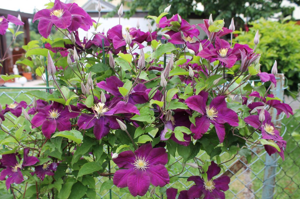 Clematis ranken sich gerne an Zäunen oder anderen Pflanzen empor.