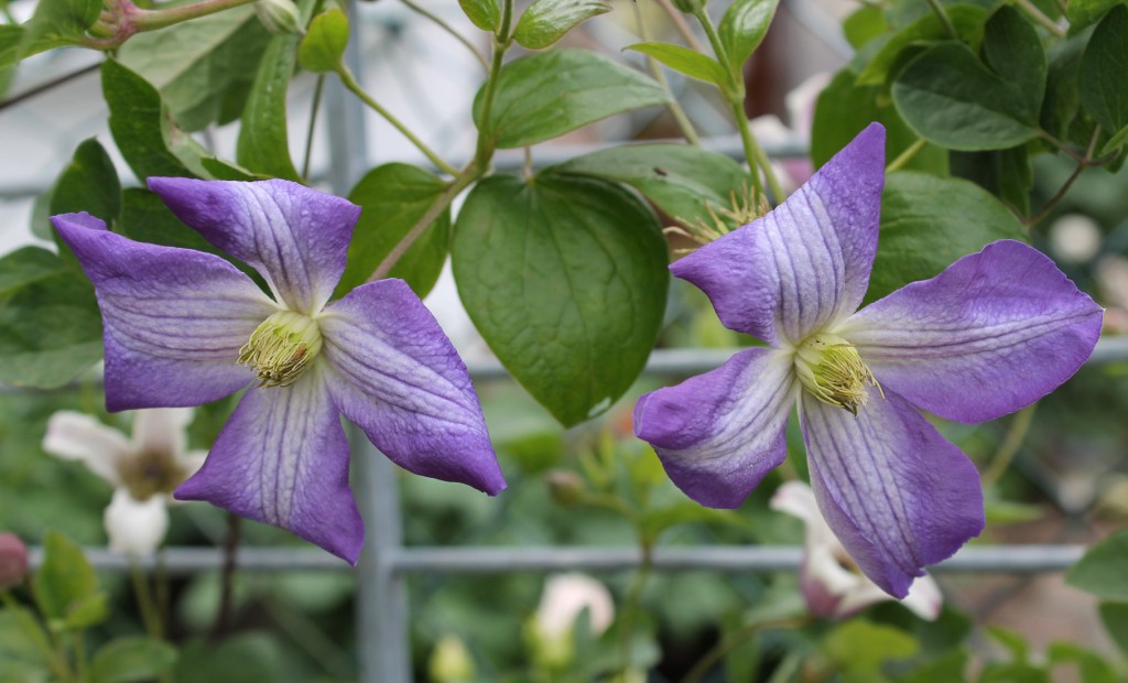 Clematis sind auch unter der Bezeichnung Waldreben bekannt.