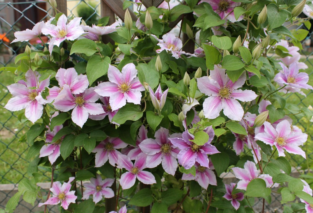 Passen besonders gut zum Landhausstil: Clematis in Weiß/Rosa.