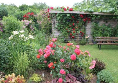 Ingrids sommerlicher Rosengarten: ein Blumenmeer mit Gemüsebeet