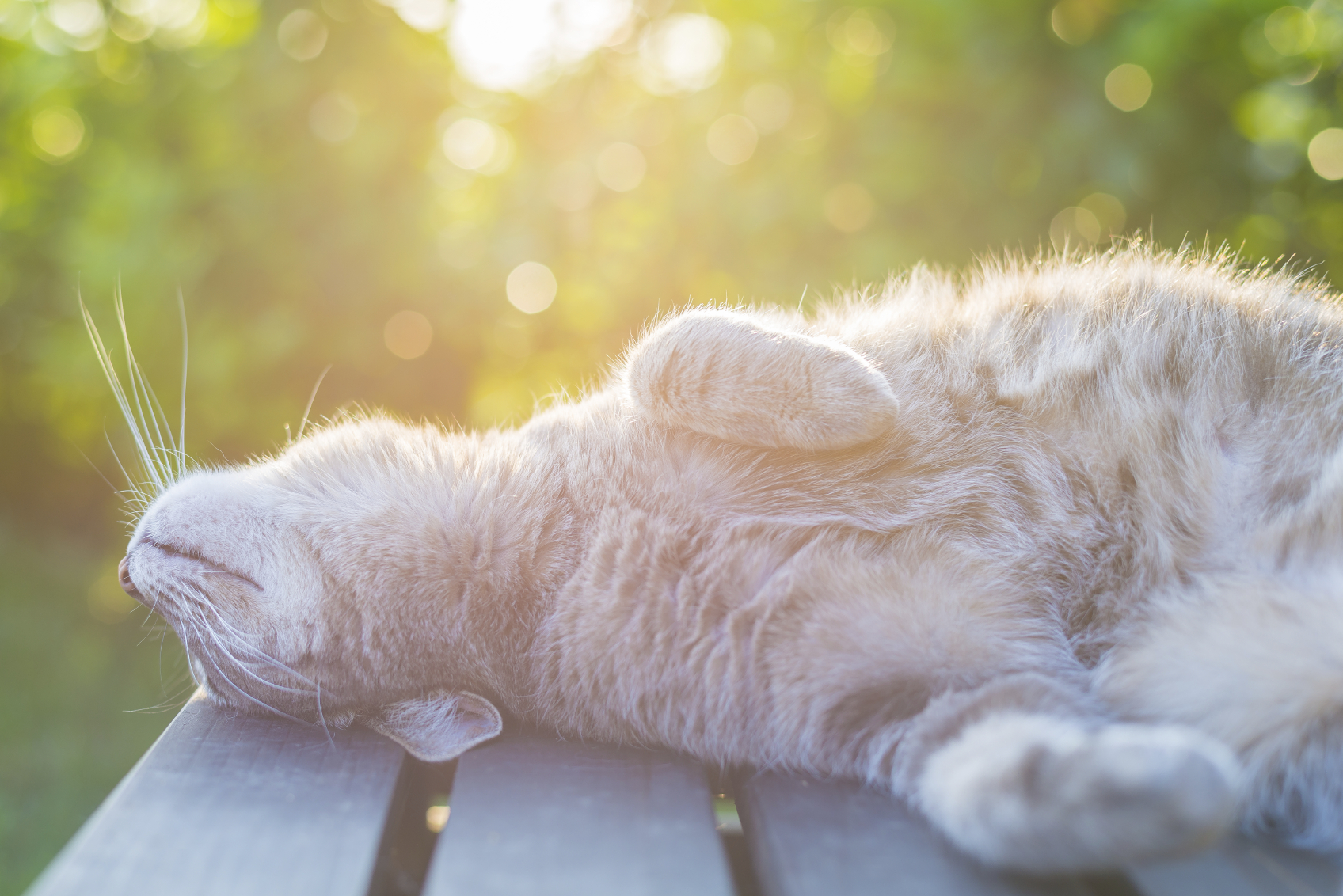 Katze enstpannt in der Sonne