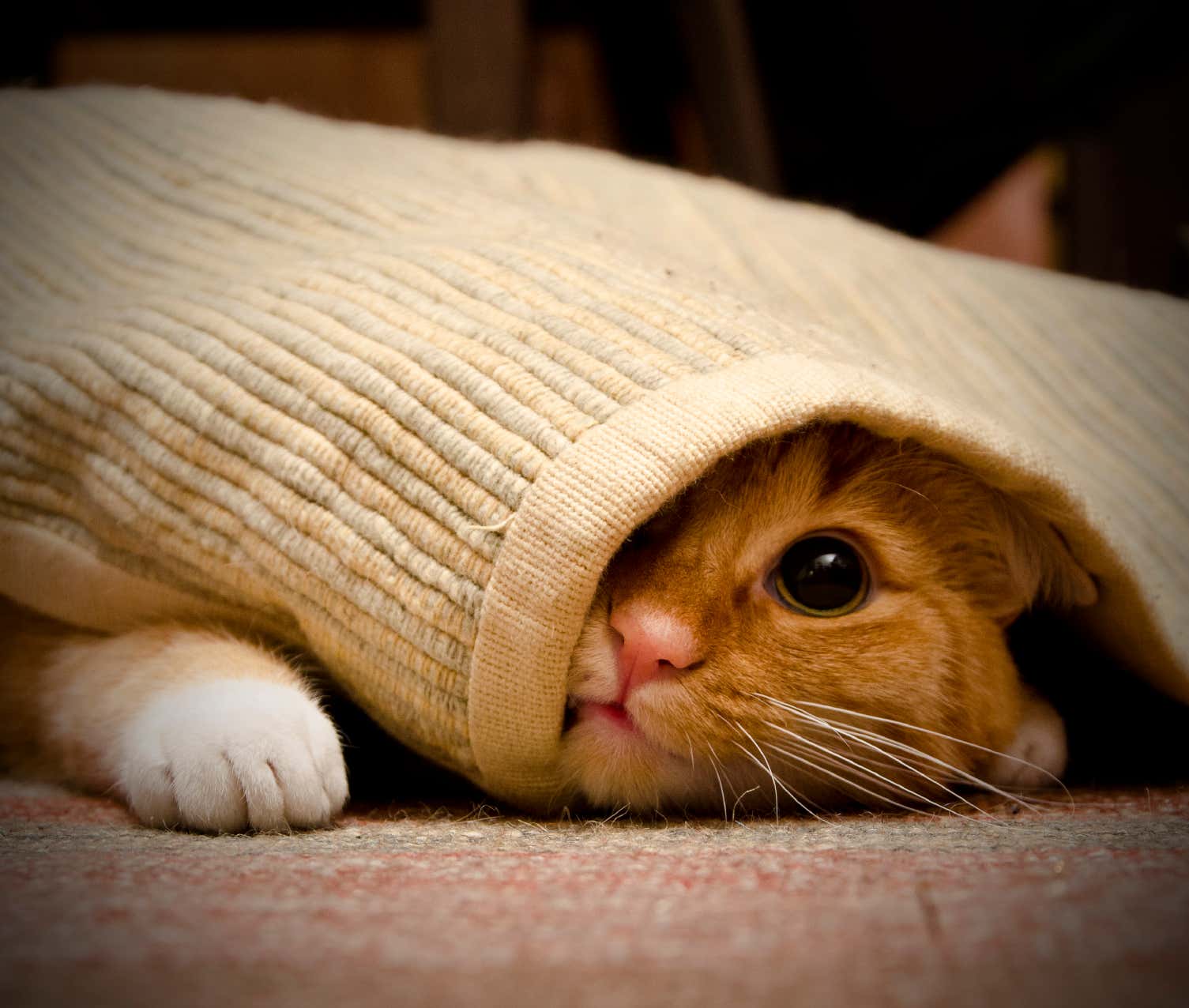 Katze spielt mit Teppich