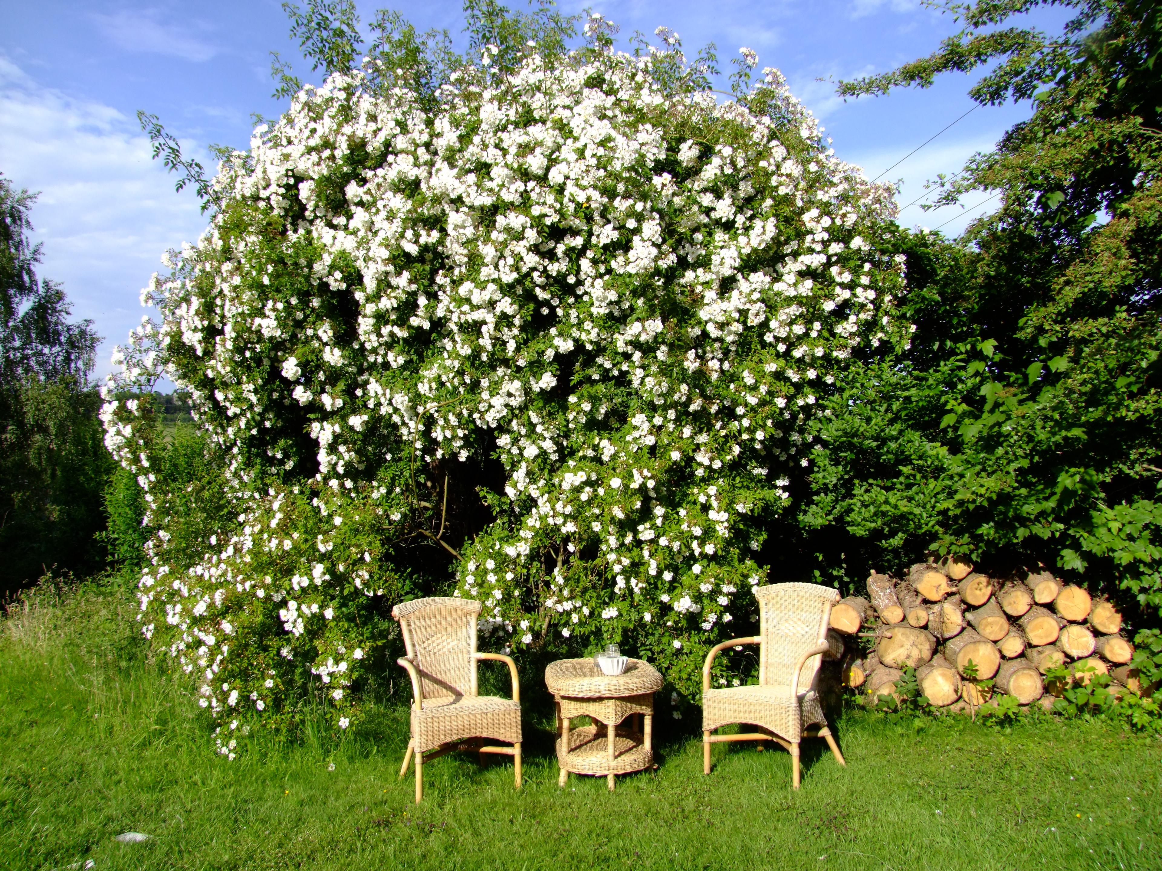 Erinnert an skandinavische Wildgärten: Kerstins idyllischer Sitzplatz unter der weißen Kletterrose.