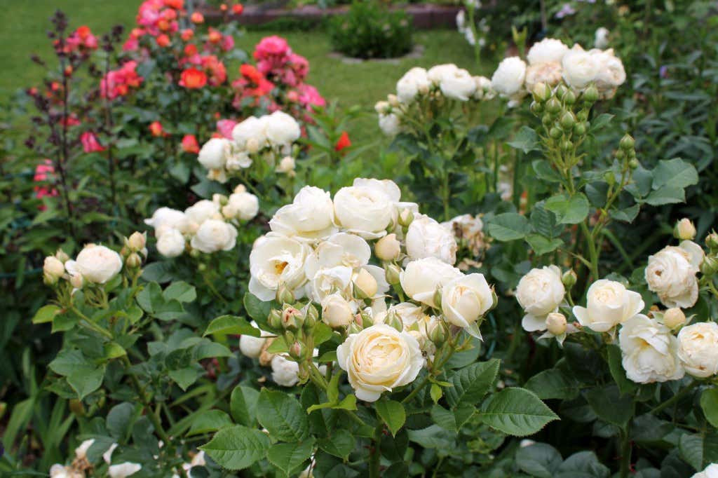 Ein bisschen Cottage-Garten-Flair: weiße und rote Rosen.