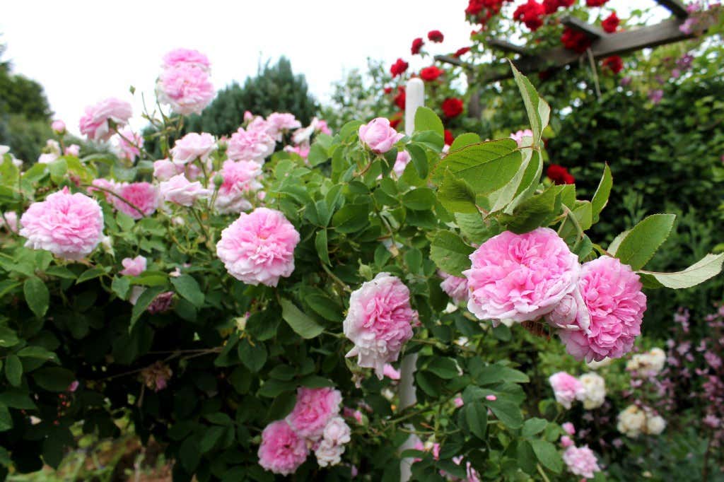 Rosige Farbtupfer mit Tradition: seit rund 2000 Jahren werden Rosen als Zierpflanzen gezüchtet.