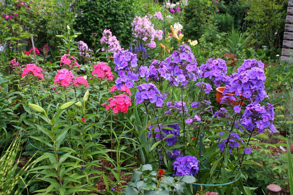 Eine bunte Sommerstauden-Pracht. Gartentipp: Sommerstauden mögen am liebsten lockere Böden.