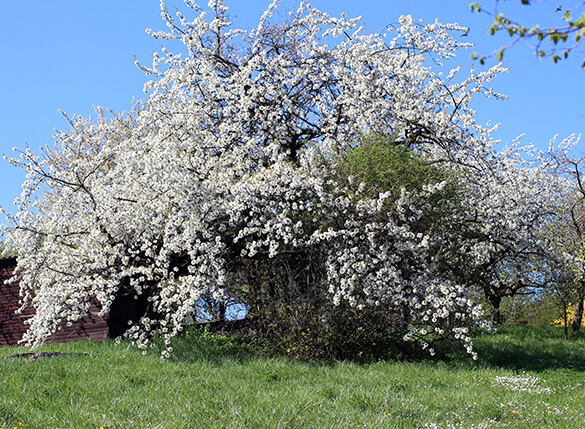 Streuobstwiese