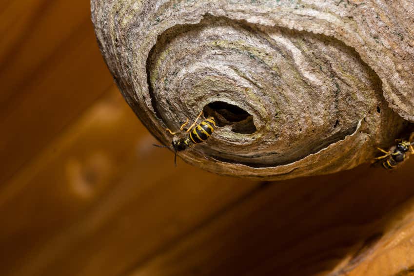 freihängendes Nest wilder Wespen
