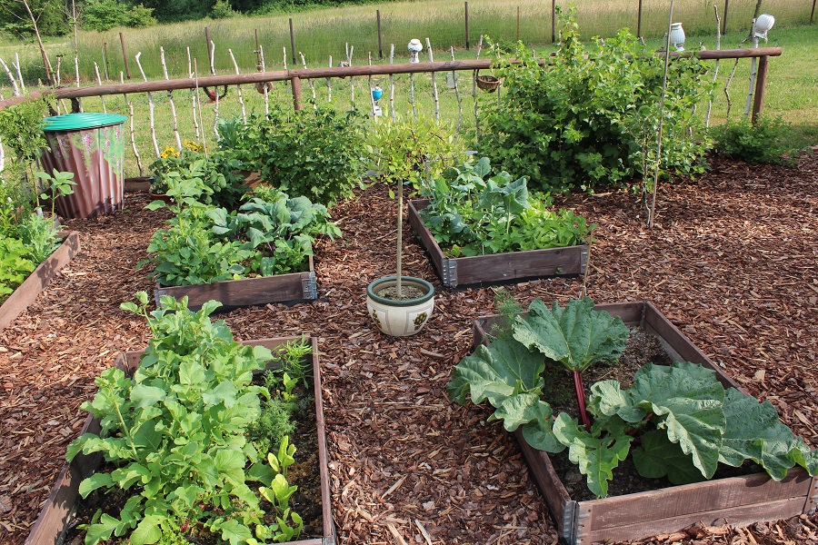 Üppige Gemüsebeete im Bauerngarten.