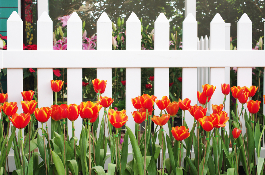 Jetzt säen, damit die Tulpen im Frühjahr schön blühen. 