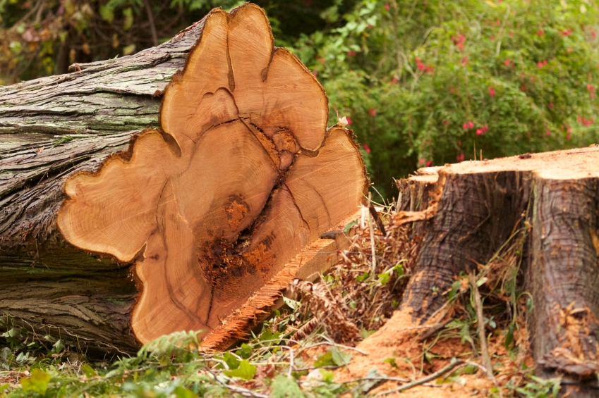 gefällter baum und baumstumpf