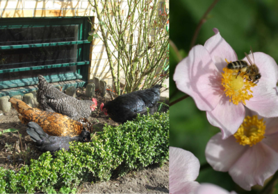 Ankes Hühner- und Honeyfarm: Ein Garten zwischen Eiern und Honigwaben