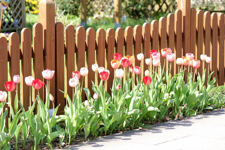 Diese Blumenpracht macht nicht nur Bienen glücklich. 