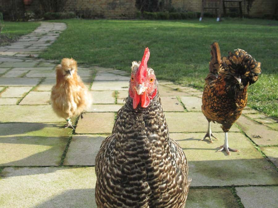 Immer auf freien Füßen unterwegs: Die Hühnerdamen sorgen nicht nur für Unterhaltung, sie „schmücken“ auch den Garten.