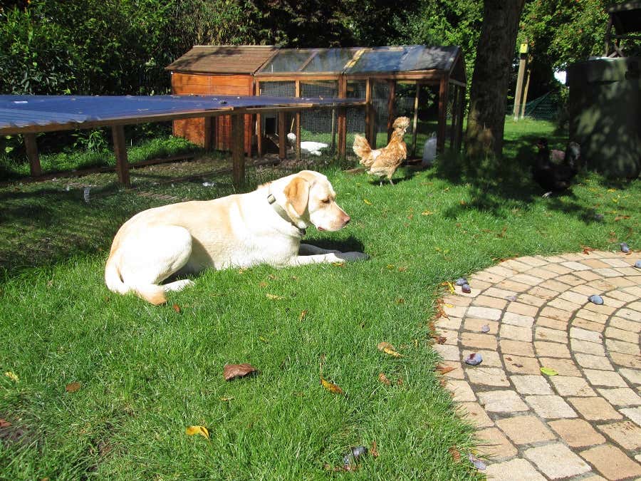 Ankes Hund Millie hat kein Problem mit seinen gackernden Gefährtinnen. Praktisch ist auch ein überdachtes Freigehege mit automatischer Hühnerklappe und Dämmerungsschalter.