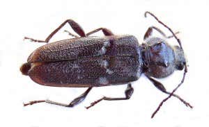 hausbock-käfer