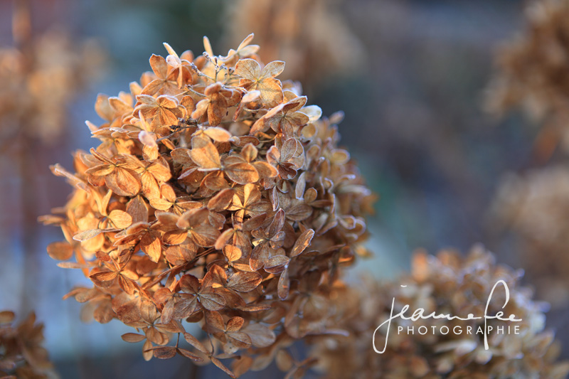 Wenn alles schon herbstlicher und brauner wird wie diese Hortensie: Sehen Sie den zuckerigen Hauch von Eis?