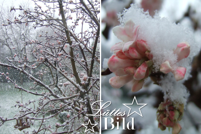 Ein Winterschneeball ist genau die richtige Wahl, wenn Sie Ihren winterlichen Garten mit einem Zierstrauch verschönern wollen. Er blüht von November bis Februar.