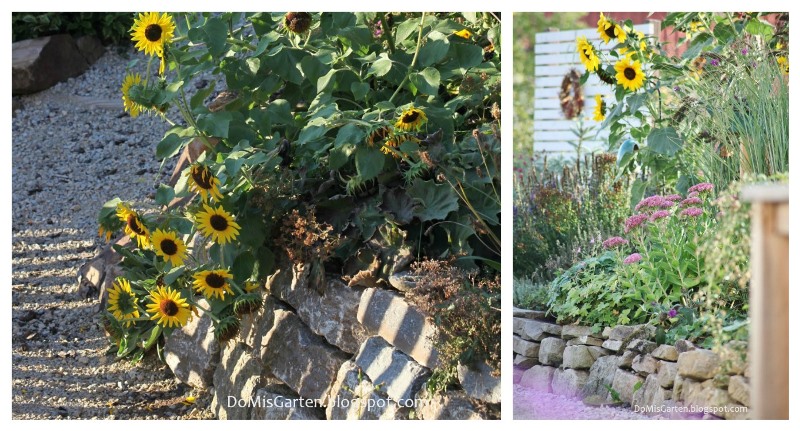 Sonnenblumen in einem Beet am Hang