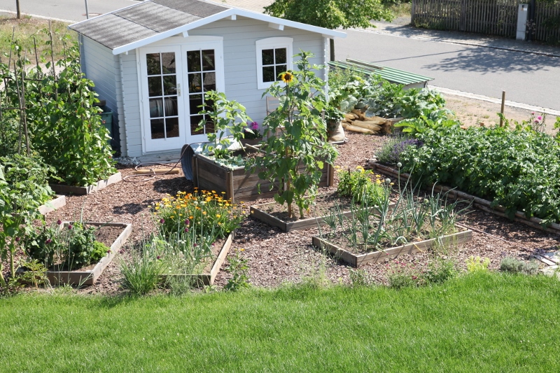 kleiner Gemüsegarten mit Holzbeeten