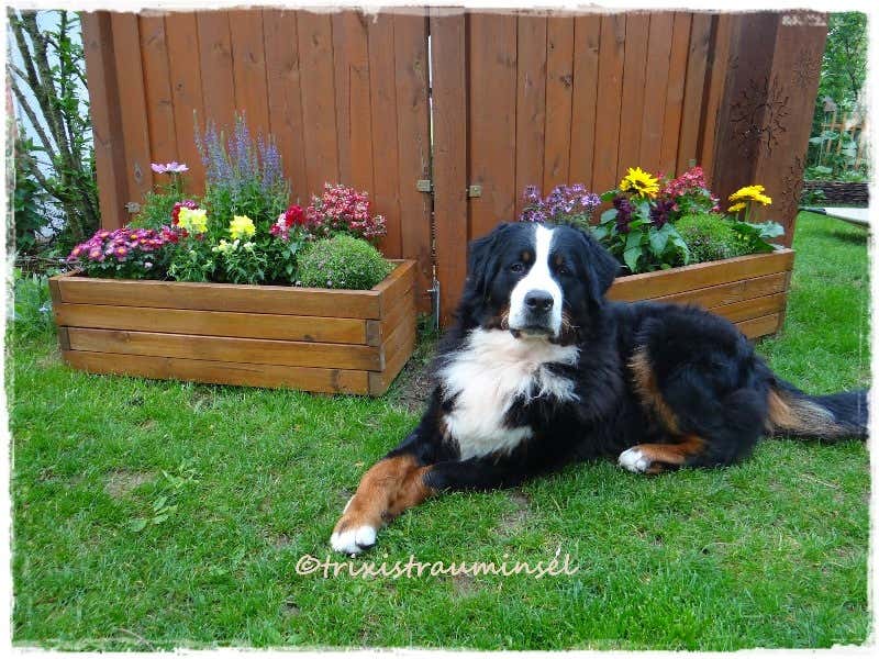 Hund Brunos hat einen neuen Lieblingsplatz bei den Blumentrögen gefunden