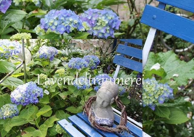 blaue Hortensien mit blauem Gartenstuhl