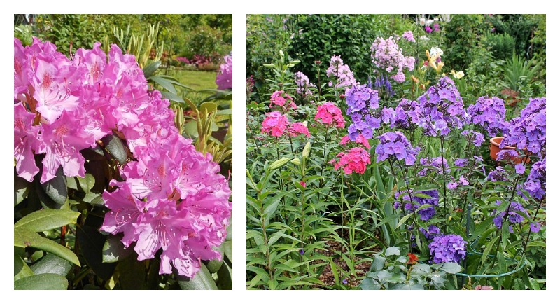 pinke und lila Blumen als Eyecatcher im Garten