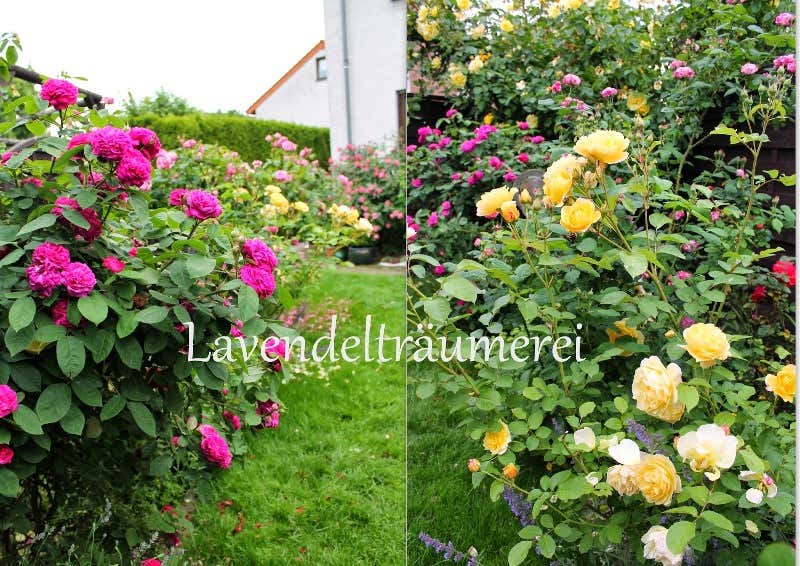 üppig blühende Rosensträucher im Garten