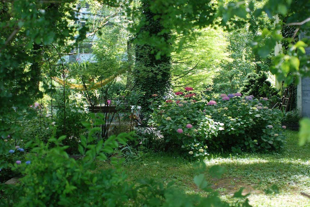Garten Schatten Hortensien