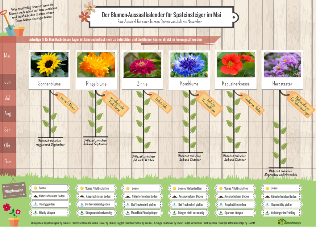 Blumen saeen im Mai - Aussaatkalender