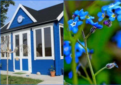 Blau, blau, blau blüht’s ums Gartenhaus: Blumenbeete passend zum Gartenhaus anlegen