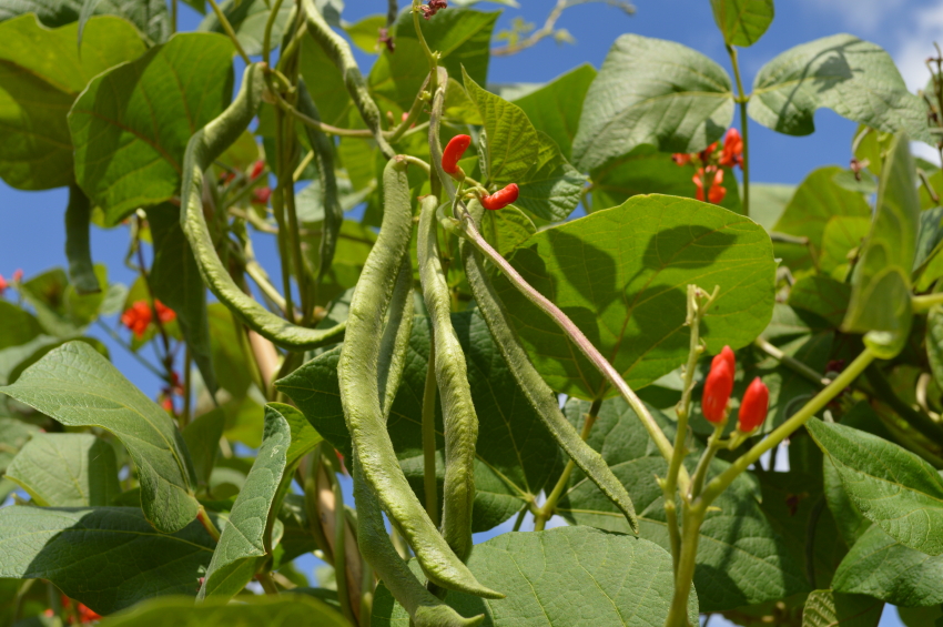 Hülsenfrüchte im Garten